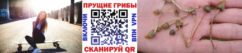 Галлюциногенные грибы GOLDEN TEACHER  Купить где  Юхнов 